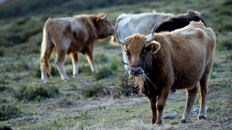 Celebraci�n en O Rosal tras repartir el Gordo.Nieve en la monta�a lucensr