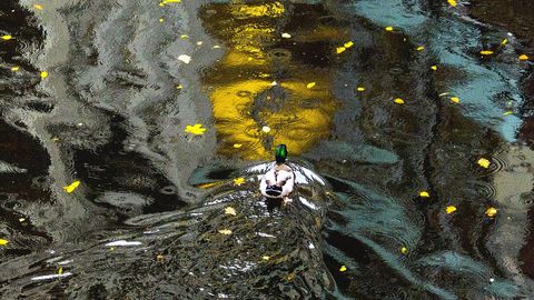 Un pato nada durante una tarde lluviosa de otoo en un canal del ro Osterbek, en el centro de Hamburgo