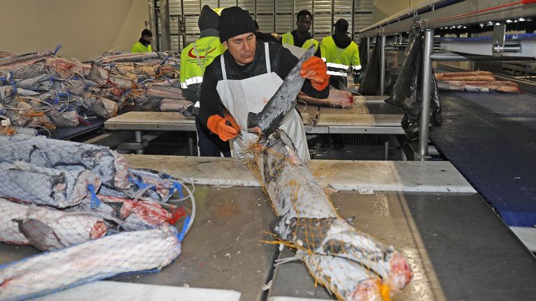 Caen las exportaciones europeas de aletas de tiburón, la mayoría gallegas