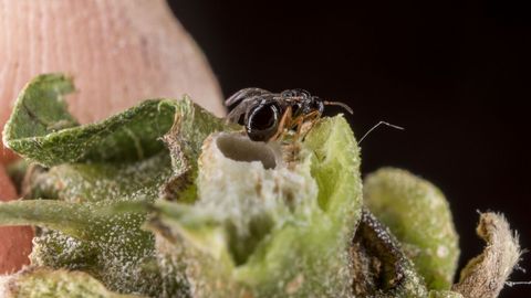  En la siguiente primavera, la circulacin de la savia del castao se reactiva y las larvas entran en su segunda fase, lo que hace que se desarrollen las agallas
