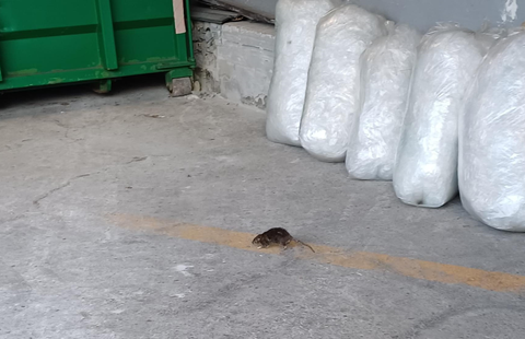 Una rata en la entrada de unos almacenes, en Gij�n