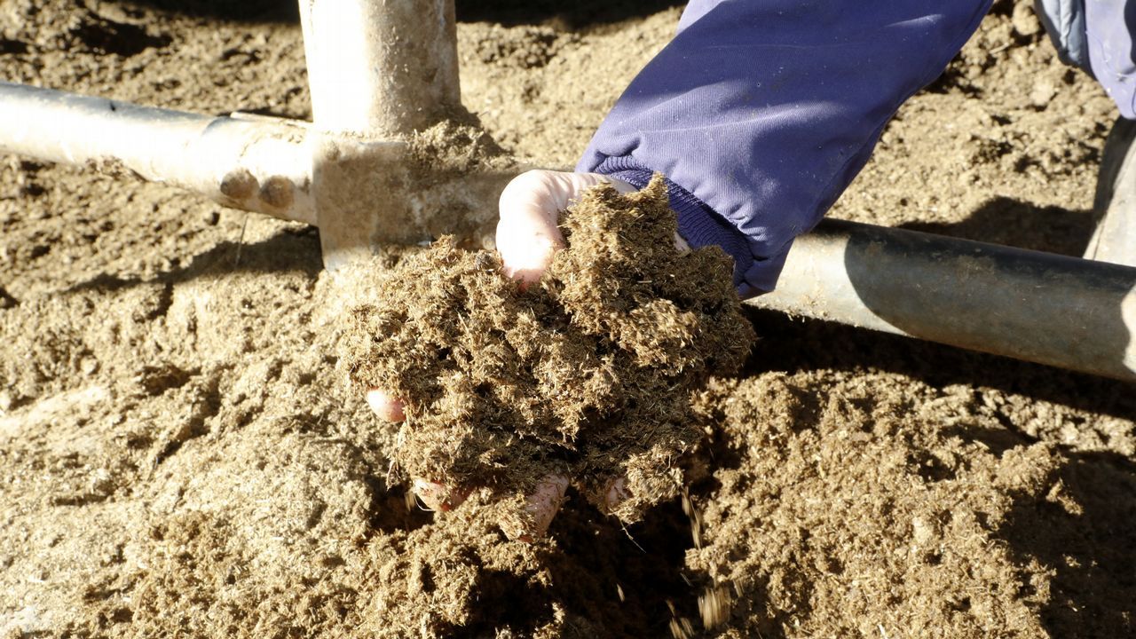 Una granja de O Pramo transforma el purn en camas para las vacas.El ro Tmega, antes y despus del paso del cicln Ana