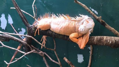 Imagen de la iguana Amparito, de m�s de dos metros de largo, que vive en el zoo El Bosque de Oviedo