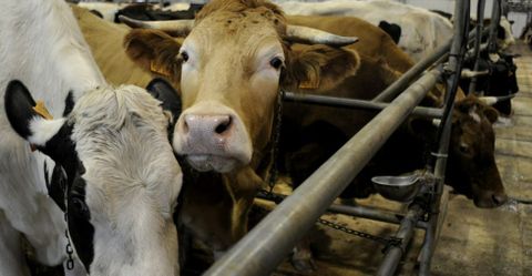 Los mejores ejemplares de vacas se vendieron ayer de media a 1.600 euros y haba una docena. 