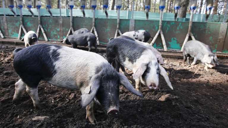 Investigación en Lugo con IA para calcular el mejor aprovechamiento de un terreno agrario