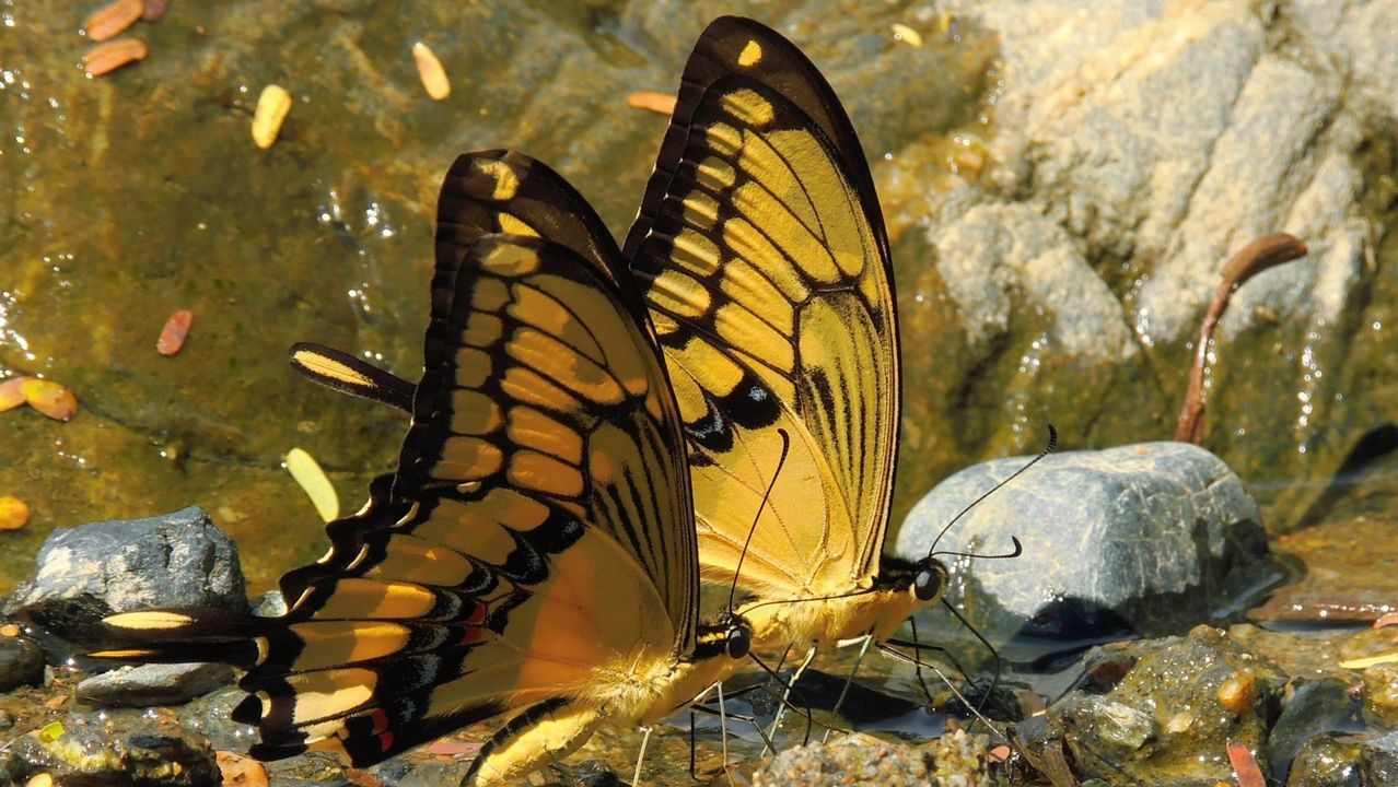 El impactante momento de la emancipacin de los oseznos.Los caballos salvajes del desierto de Namibia son una de las especies amenazadas: hienas y sequas los han reducido a solo 74 ejemplares.