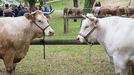 En municipios como Láncara hay ferias dedicadas al ganado vacuno de raza rubia gallega