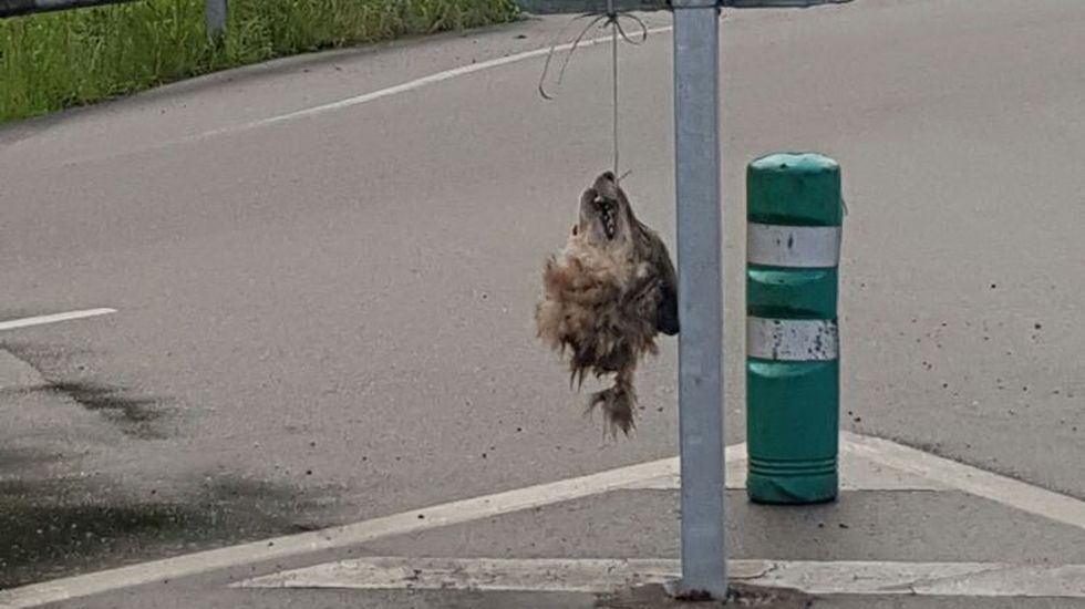 Cabeza de lobo en Doriga (Tineo)