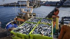 Descarga de sardina en el puerto de Ribeira
