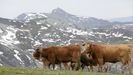 Vacas de ganaderos de Cervantes que practican la trashumancia