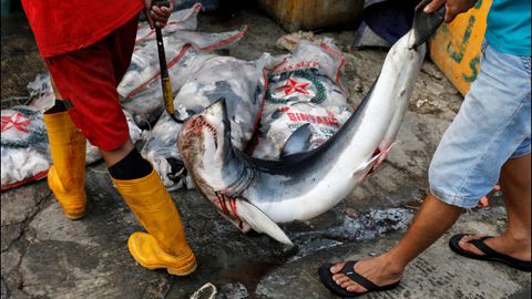 Dos empleados trasladan un tiburón para su venta en el distrito de Kalibaru, en Yakarta
