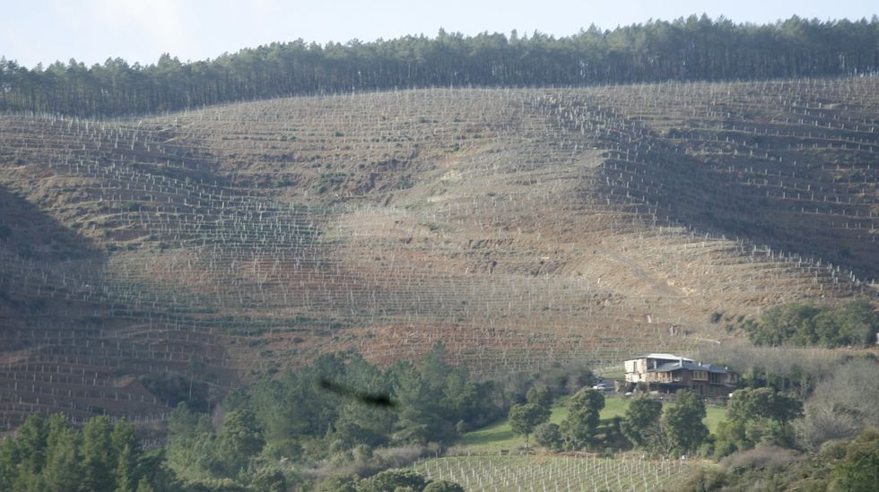 Ins Rey presenta el programa del Antroido de A Corua 2022.Plantacin en Quiroga de la bodega Rectoral de Amandi, vista desde la N-120