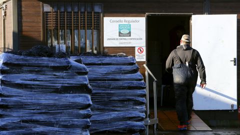 Barbanza y O Salnés están entre los principales productores de mejillón en Galicia.