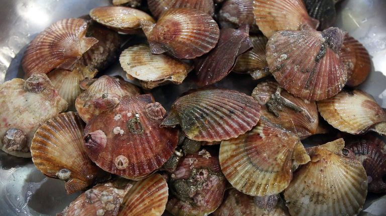 Gardacostas aumenta un 57 % las incautaciones de volandeira en plenas fiestas navideñas