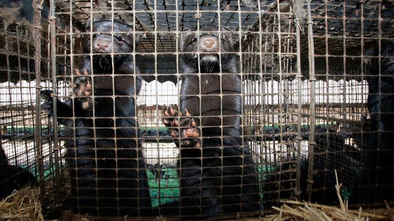 La Fiscalía investiga una granja de visones en la provincia de A Coruña por supuestas infracciones de bienestar animal