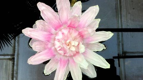 La flor del nenúfar gigante de Vigo, rosa en su segundo día