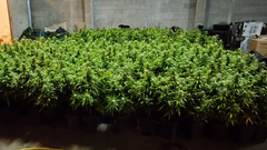 Operativo antidroga en el entorno de Santiago: 6 detenidos y 1.500 plantas de cannabis incautadas