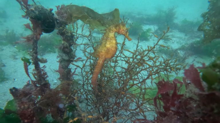 Vigo acogerá cuatro arrecifes artificiales para crear refugios para los caballitos de mar