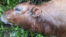 Detalle de los impactos de postas en el cuello de una de las vacas muertas