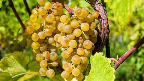 Vinos y uvas. Flavonoles. En el trabajo se estudiaron las uvas de albariño caíño blanco y loureiro, y el tinto de mencía. Su compuesto benéfico son los flavonoles, que son cardiosaludables y previenen la diabetes. Es antioxidante y antiinflamatorio.