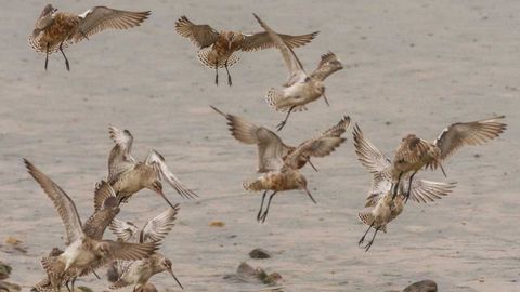 Miles de aves migratorias brindan un espectáculo en la ría de Avilés