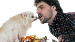 perro, chocolate, chocolatinas, perros, mascotas