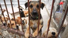 Varios perros de la Protectora de Animales y Plantas de Lugo, en una imagen de archivo