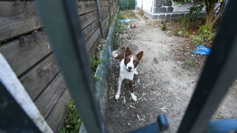 El perro que malvivía en la Rúa Mondoñedo, en Lugo