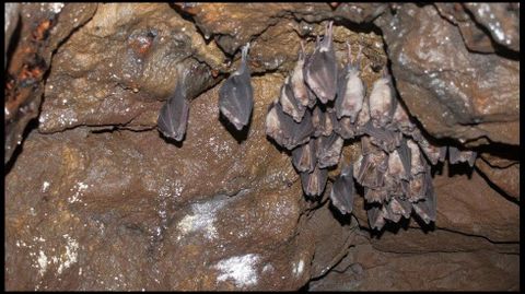 En esta cueva viven dos tipos distintos de murcilago, el de herradura grande (Rhinolophus ferrumequinum) y el de las cavernas (Miniopterus schreibersii). Los dos son especies protegidas