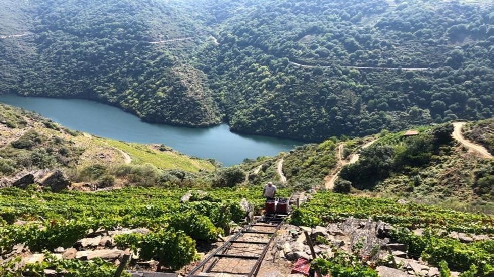 Bscate en la Festa do Porco Celta en Sarria.Vendimia en la via de Camio Novo, de la que sale el vino destcado por la Gua Pen