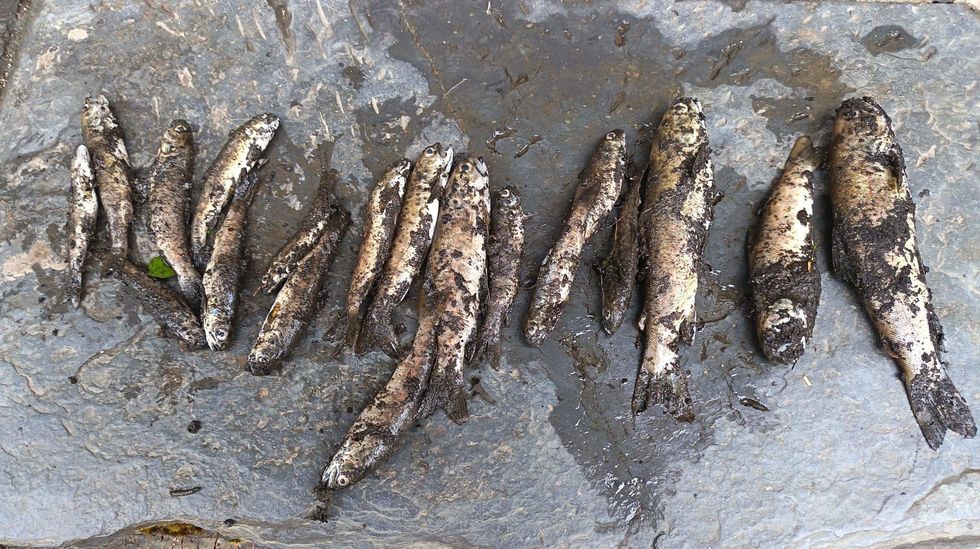 Truchas muertas encontradas por los vecinos en el agua enlodada del r�o Sold�n