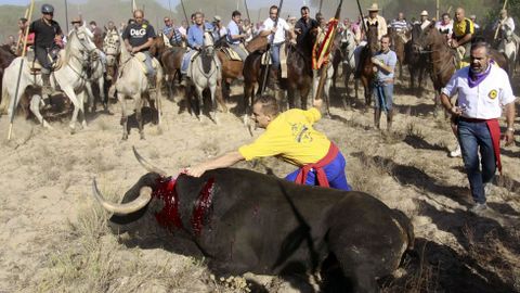 Fiesta del toro de la Vega, en Tordesillas