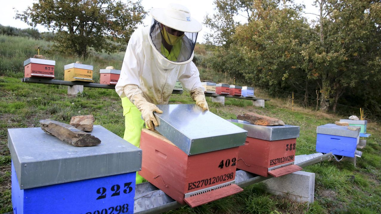 Ismael Cedrón, trabajando en colmenas de la parroquia de Cereixedo