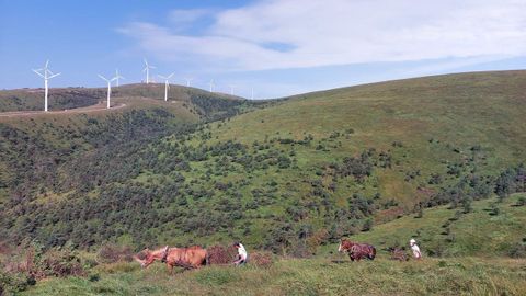 O Xistral es una zona singular por su vegetación y por la presencia de ganado caballar y vacuno al aire libre.