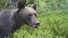Un oso aliment�ndose en la Cordillera