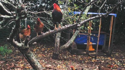 Cuando anochece, gallinas y gallos se suben a las ramas de los árboles para dormir