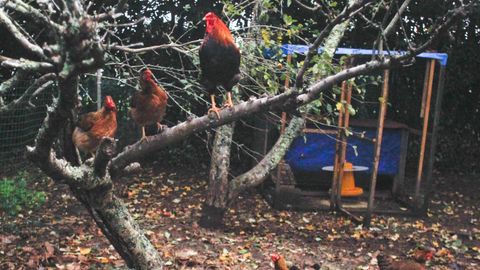 Cuando anochece, gallinas y gallos se suben a las ramas de los rboles para dormir