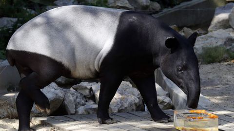 Un tapir come un cubito de hielo en el Jardin des plantes de Pars.