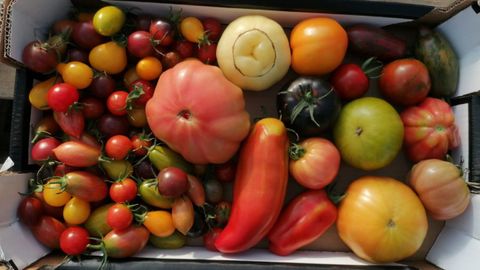 La mayoría de los clientes de Chema le piden un variado, con diferentes tipos de tomates