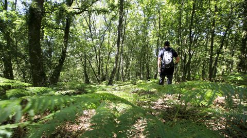 En este bosque de Antas de Ulla se halla el centro geogrfico de Galicia