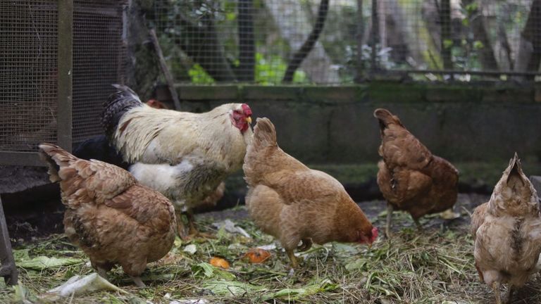 España pierde el estatus de país libre de gripe aviar y sacrifica 12.000 pavos de engorde