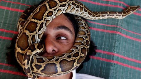 El palestino Nabeel Mussa, que recoge escorpiones y serpientes como hobby y se los come, posa con una serpiente en el rostro en su casa de Riyadh (Arabia Saud).