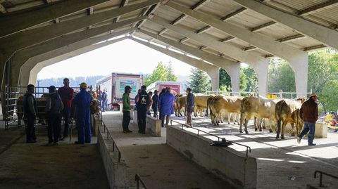 Feria de ganado en O Toural de Castro Caldelas.