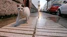 Un gato vagabundo en la avenida de Galicia de Monforte, en una imagen de archivo