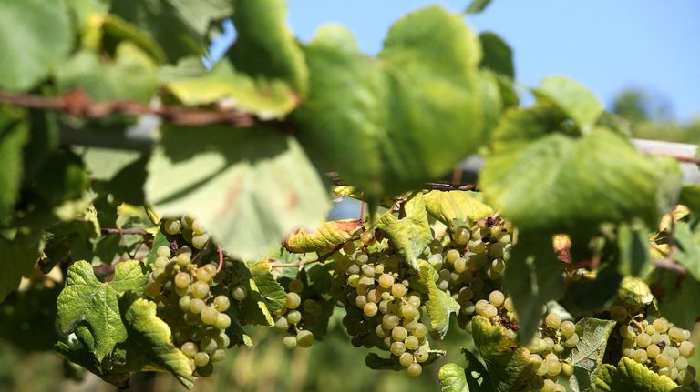 El sector del vino en el mundo: menos viñedo y menos consumo
