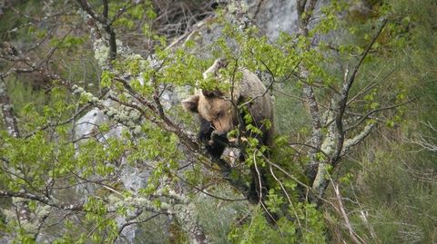 Un oso pardo salvaje del área cantábrica alimentándose de brotes de robles en el monte