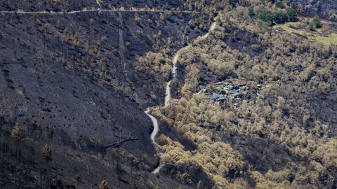 Daños por el incendio del pasado verano en el souto de la aldea de Viar