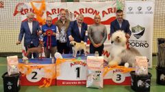 Un carlino, xolo y bobtail logran el podio del Concurso Canino en Dodro.