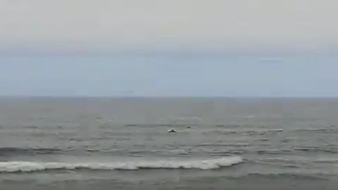 Una manada de delfines visita la playa de Salinas