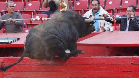 El toro Ochenton de 535 kg, lidiado por el torero mexicano Fabian Barba salta en Mxico